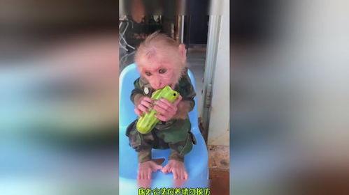 爱吃瓜吃货视频下载免费,揭秘“爱吃瓜吃货视频下载”免费福利